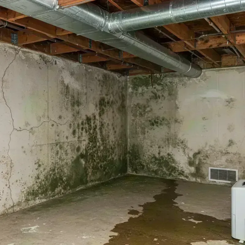 Professional Mold Removal in Calipatria, CA